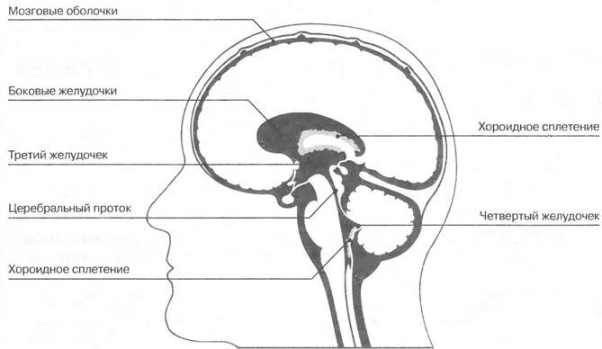 Мозговой ствол и средний мозг